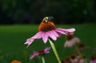 coneflower with bee