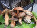 porcini from the mountain pine forests