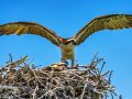 cedar key fl4