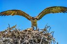 cedar key fl4