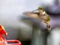 nh hummingbirds