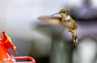 nh hummingbirds