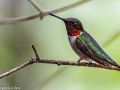 nh hummingbirds