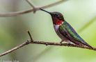 nh hummingbirds