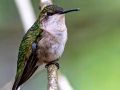 nh hummingbirds