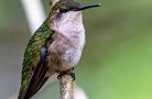 nh hummingbirds