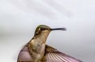 nh hummingbirds