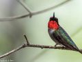 nh hummingirds