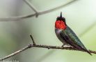 nh hummingirds