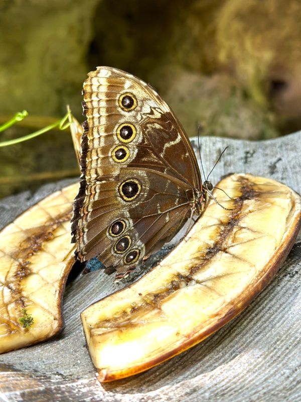 butterfly bananna