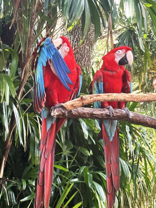 parrot grooming