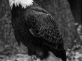 bald eagle  