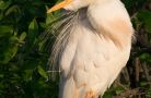 cattle egret  