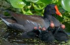 common moorhen with young