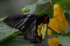 goliath birdwing butterfly
