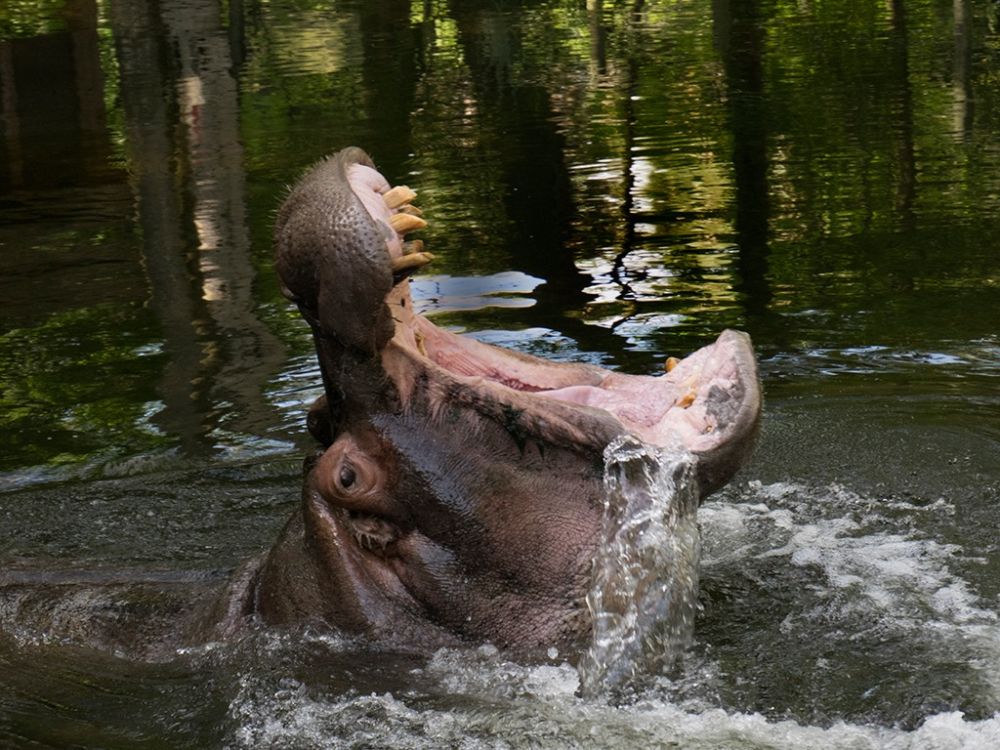 hippopotamus