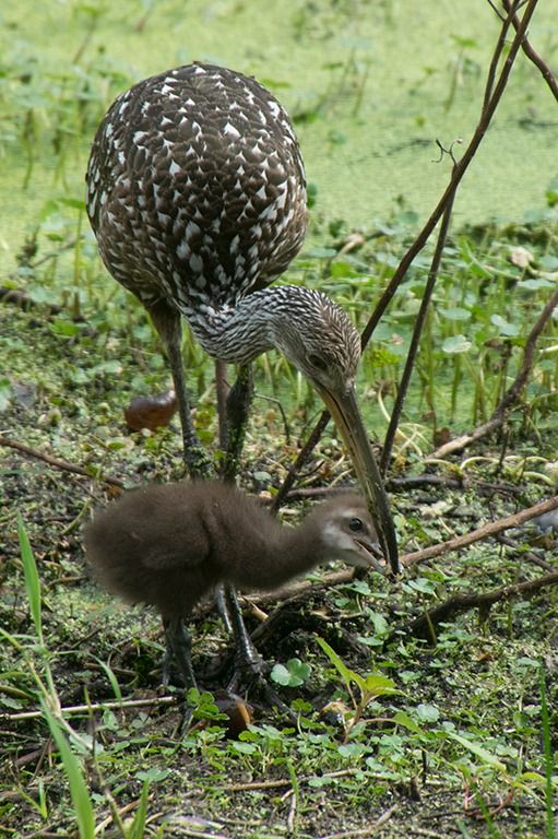 limpkin with young