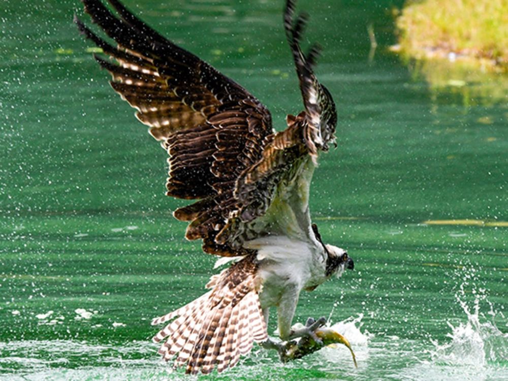 osprey with fish